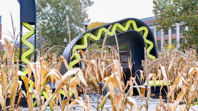 Privy2 installation among autumn corn stalks
