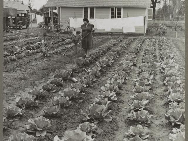 “Gardens at labor homes add to incomes. Tulare migrant camp. Visalia, California,” ca. 1940, Arthur Rothstein, photographer. Image courtesy the Library of Congress, from the Farm Security Administration—Office of War Information Photograph Collection