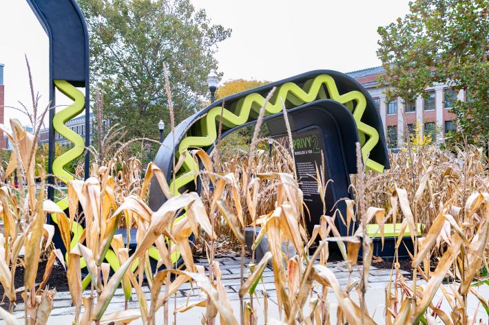 Privy2 installation among autumn corn stalks
