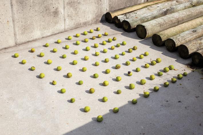 Image of black walnuts arranged in a grid on a concrete pad. In this Object Sketch by the studio, green and decaying black walnuts collected at OSU’s Waterman Agricultural and Natural Resources Laboratory are arranged in a grid on a concrete pad typically used to store farm machinery.