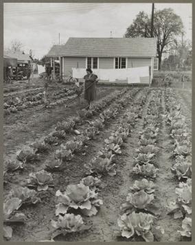 “Gardens at labor homes add to incomes. Tulare migrant camp. Visalia, California,” ca. 1940, Arthur Rothstein, photographer. Image courtesy the Library of Congress, from the Farm Security Administration—Office of War Information Photograph Collection